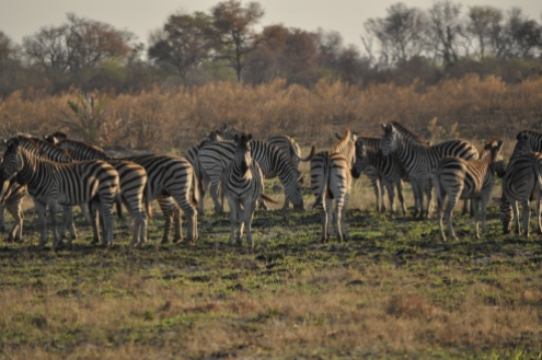 Zebra's in de Okavango Delta